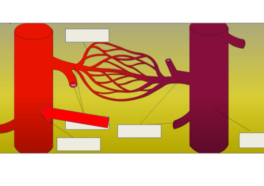 <p>carry oxygen rich blood away from heart</p>