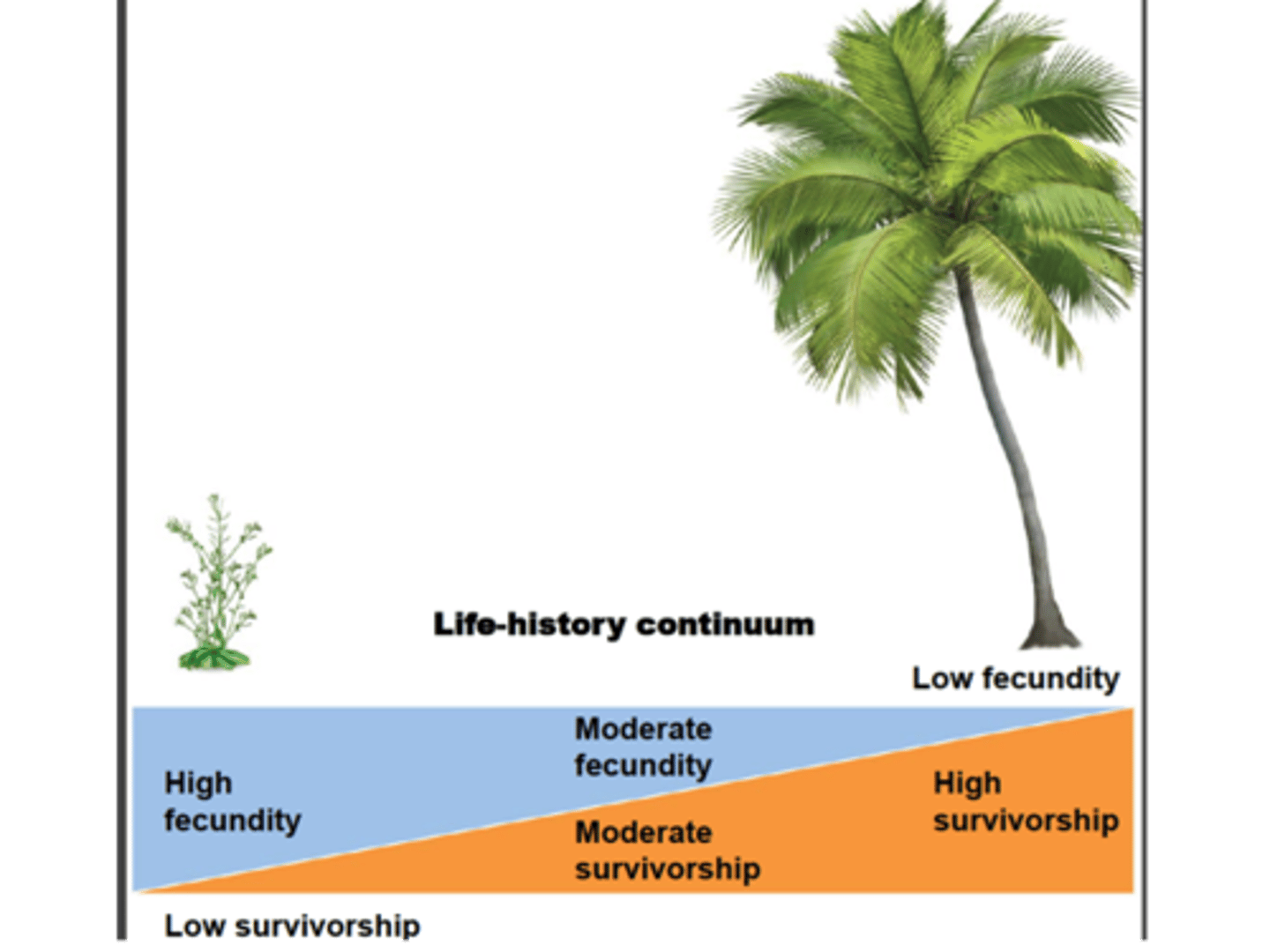 <p>*note priority descision of species is unconcious</p><p>*you cannot have both high survivorship AND fecundidty</p>