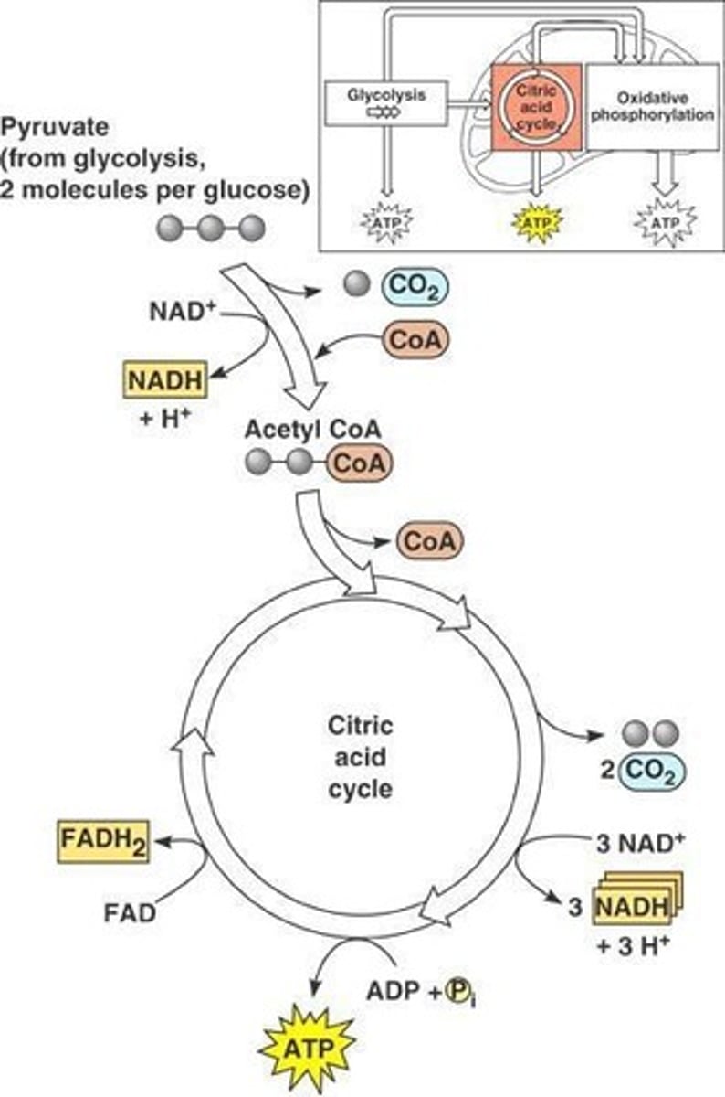 <p>A stage of cellular respiration that completes the breakdown of glucose, yielding CO2, NADH, FADH2, and ATP.</p>