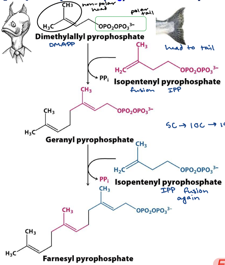 <p>2 head to tail isopentenyl pyrophosphate (IPP) (C5) reactions to DMAPP (C5). Intermediate geranyl pyrophosphate and product farnesyl pyrophosphate (15C) with PPi byproduct in both condensation reactions. </p>