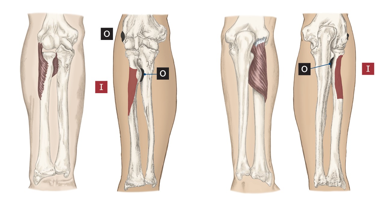 <p>O- Lateral Epicondyle of the humerus</p><p>I- Anterior Proximal Radius (passes lateral to the radiohumeral joint)</p><p>A- Forearm supination</p>