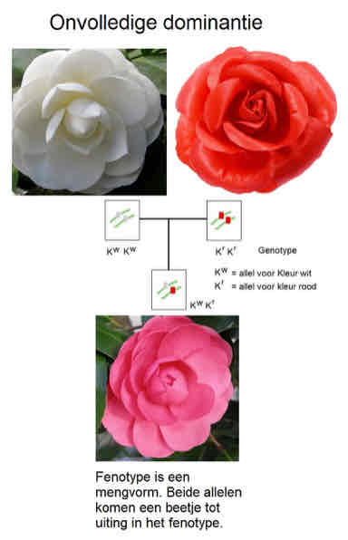 <p>Mengvorm van twee onvolledig dominant allel</p>