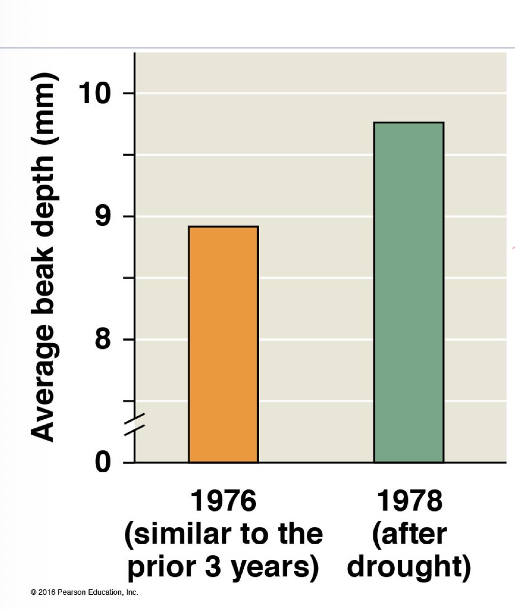 <p>This image shows the depth of the beaks of Galapagos finches before and after the drought. What caused this evolution?</p>