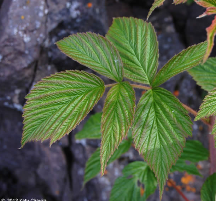 <p><em>Rubus idaeus</em></p>