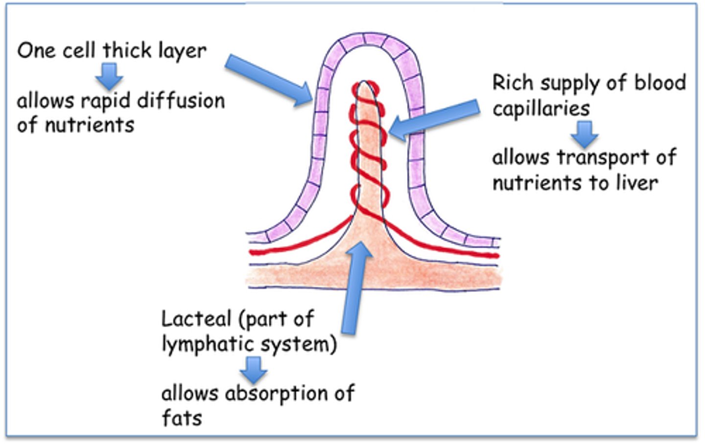 <p>(D) lacteals</p><p>When chylomicrons first enter the lymphatic system, they enter via small lymphatic capillaries known as lacteals.</p>