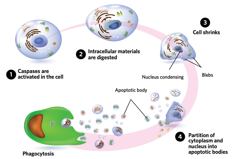 <p>Caspases are activated and travel around the cell </p><p>Caspases digest organelles, DNA and cytoskeleton </p><p>Cell shrinks due to digestion and nucleus condenses </p><p>Plasma membrane blebs and detaches creating apoptotic bodies </p><p>Cell signals phagocytes to engulf and further digest apoptotic bodies </p>