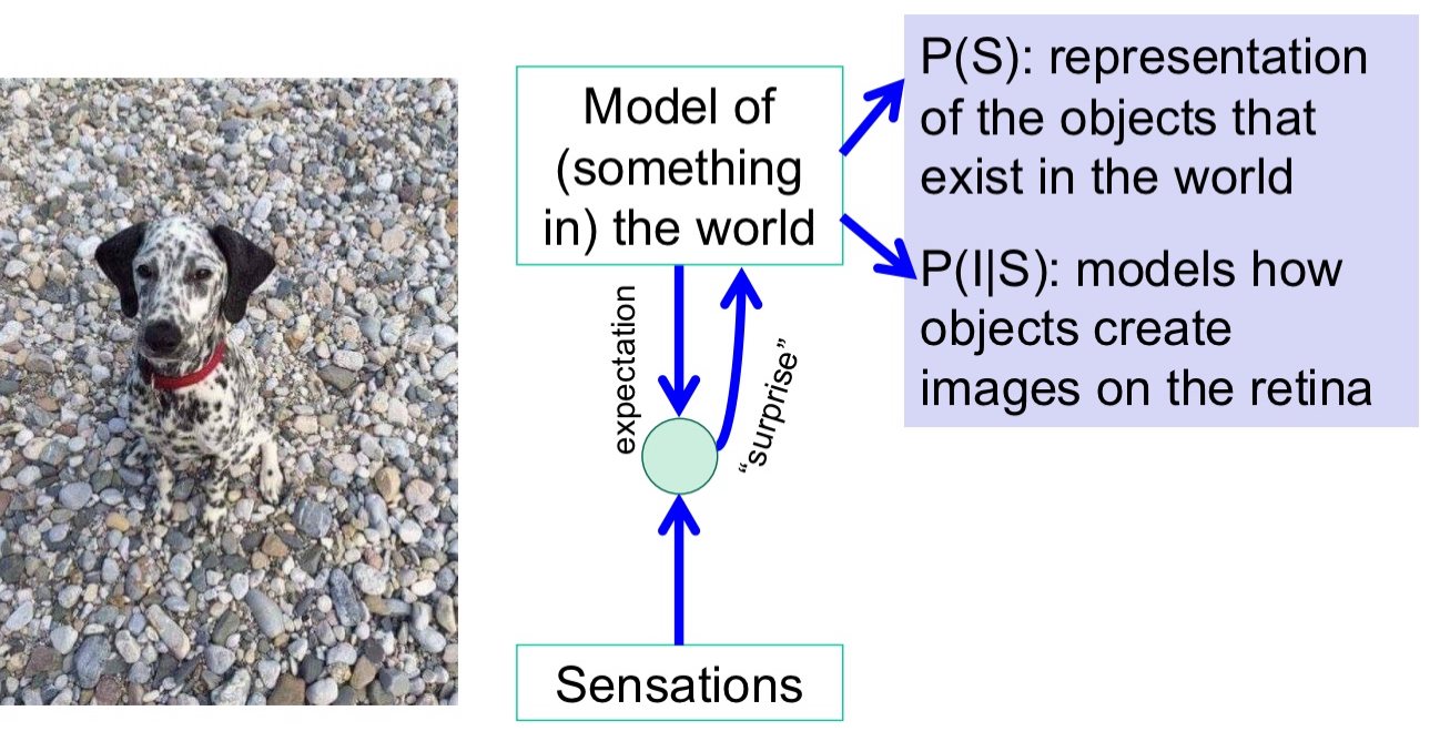 <ul><li><p>i.e., it generates models/representations of the world to understand how the world creates our sensations.</p></li><li><p>Model of (something in) the world</p><ul><li><p>P(S)</p></li><li><p>P(IlS)</p></li></ul></li><li><p>We can’t expect everything in the world just by closing our eyes and imagining it. That’s the element of surprise</p></li></ul><p></p>
