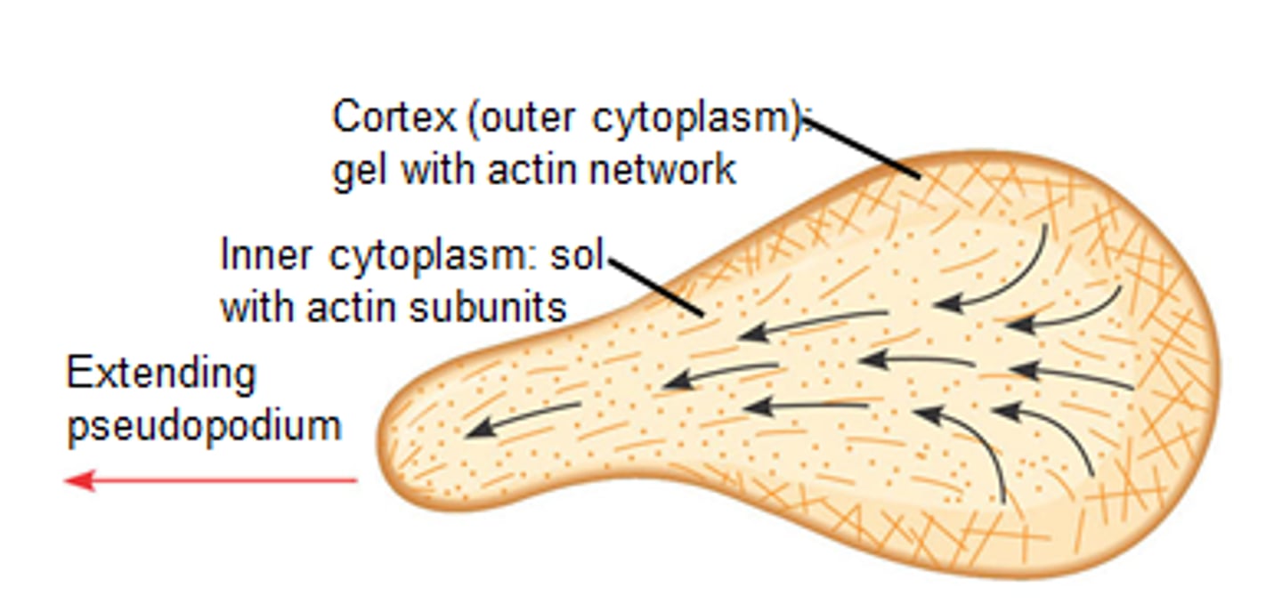 <p>-"false feet" extend from the body &amp; pull the rest of the cell along<br>-microtubules act as an anchor &amp; to pull<br>-pseudopodia can envelope prey in a form of phagocytosis (uptake large substances &amp; microorganisms into a cell)<br>-example: look at the prepared slide of amoeba</p>
