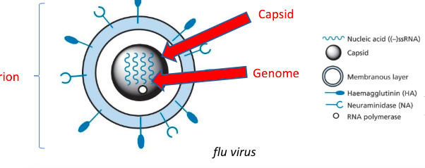 <p>Structure of a virus</p>