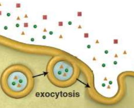 <p>when secretory vesicles fuse with the membrane, releasing material from inside the cell to the extracellular environment</p>
