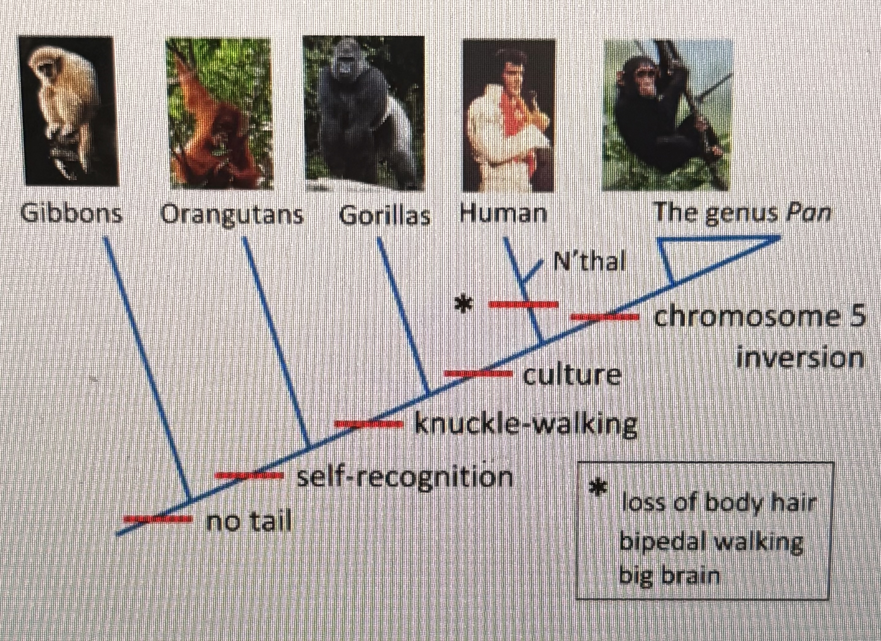 <p>Based on this phylogenetic tree, which trait is most helpful in showing that the "Great Apes" (orangutan, gorilla, human, Pan) diverged from the Gibbons and formed a sister clade?</p><p>sself-recognition</p><p>culture</p><p>chromosome 5 inversion</p><p>bipedal locomotion</p>
