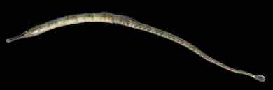 <p>Northern pipefish</p>