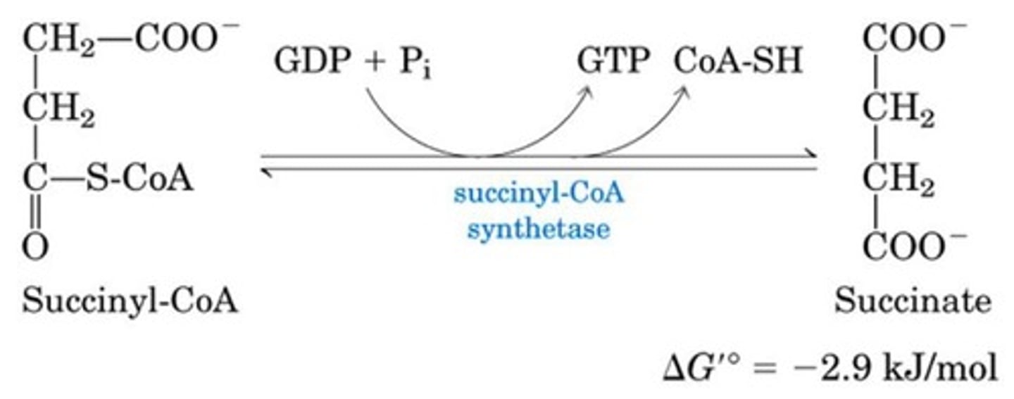 <p>Substrate-level phosphorylation gives GTP</p><p>Succinyl-CoA to Succinate via succinyl-CoA synthetase</p><p>Produces GTP, which can be converted to ATP</p>