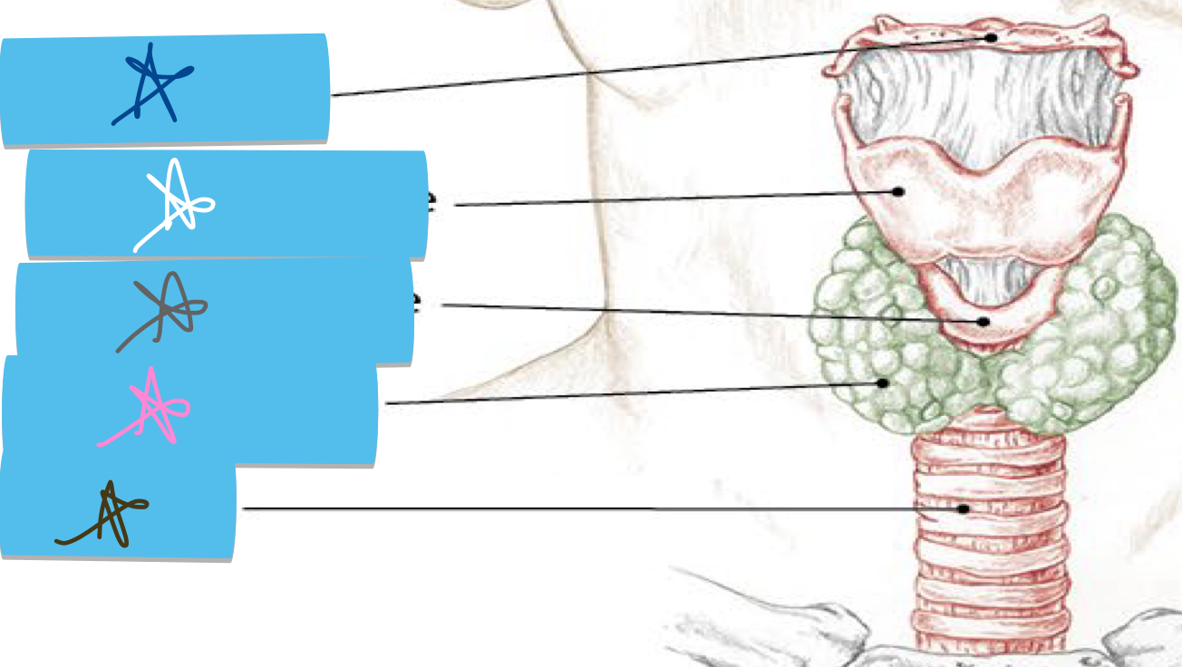 <p>Identify this structure and anatomical significance (pink star)</p>