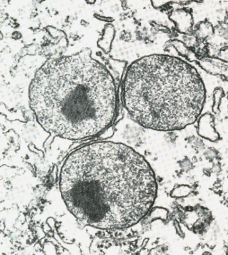 <p>What part of the cell is this and what is its function?</p>