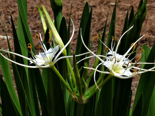 Family: Liliaceae

SN: Hymenocallis liriosme
