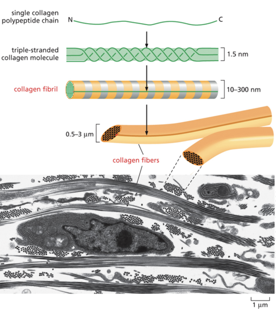 <ul><li><p>One of the main molecules that make up the ECM</p></li><li><p><span style="background-color: transparent;"><span>It’s the most abundant protein in the human body. It provides strength to the ECM.</span></span></p></li><li><p><span style="background-color: transparent;"><span>Makes up bones and cartilage</span></span></p></li><li><p><span style="background-color: transparent;"><span>Made up of a triple helix with three collagens wrapping around each other. Helices then stack together to form rods</span></span></p></li><li><p><span style="background-color: transparent;"><span>Collagen exists as a long, tube like structure in the ECM</span></span></p></li></ul><p></p>
