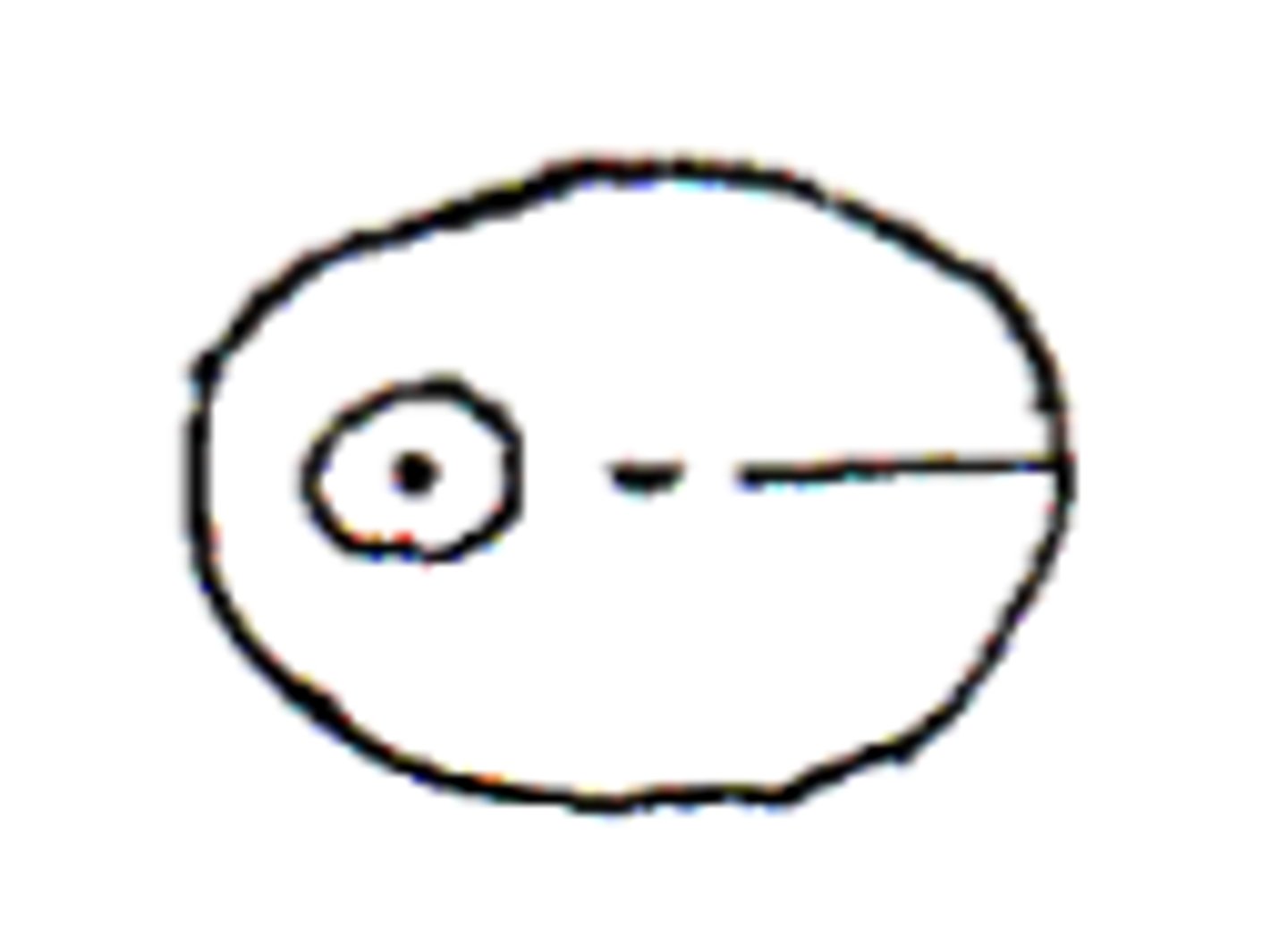 <p>Amastigote (LD Body, Non-flagellated)</p>