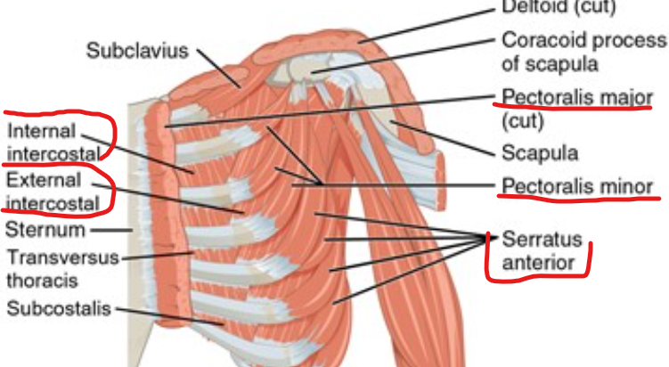 <p><em><span>musculus pectorialis major et minor&nbsp; &nbsp; &nbsp; &nbsp; &nbsp; &nbsp; &nbsp; &nbsp; &nbsp; &nbsp; &nbsp; &nbsp; &nbsp;</span></em></p><p class="MsoNormal"><em><span>musculus serratus anterior&nbsp;&nbsp;&nbsp;&nbsp;&nbsp;&nbsp;&nbsp;&nbsp;&nbsp;&nbsp;&nbsp;&nbsp;&nbsp;&nbsp;&nbsp;&nbsp;&nbsp;&nbsp;&nbsp;&nbsp;&nbsp;&nbsp;&nbsp;&nbsp;&nbsp;&nbsp;&nbsp;&nbsp;&nbsp;&nbsp;&nbsp;&nbsp;&nbsp;&nbsp;&nbsp;&nbsp;&nbsp;&nbsp;&nbsp;&nbsp; </span></em></p><p class="MsoNormal"><em><span>mm. intercostales externi&nbsp;&nbsp;&nbsp;&nbsp;&nbsp;&nbsp;&nbsp;&nbsp;&nbsp;&nbsp;&nbsp;&nbsp;&nbsp;&nbsp;&nbsp;&nbsp;&nbsp;&nbsp;&nbsp;&nbsp;&nbsp;&nbsp;&nbsp;&nbsp;&nbsp;&nbsp;&nbsp;&nbsp;&nbsp;&nbsp;&nbsp;&nbsp;&nbsp;&nbsp;&nbsp;&nbsp;&nbsp;&nbsp;&nbsp;&nbsp;&nbsp;&nbsp; </span></em></p><p class="MsoNormal"><em><span>mm. intercostales interni&nbsp;</span></em></p>