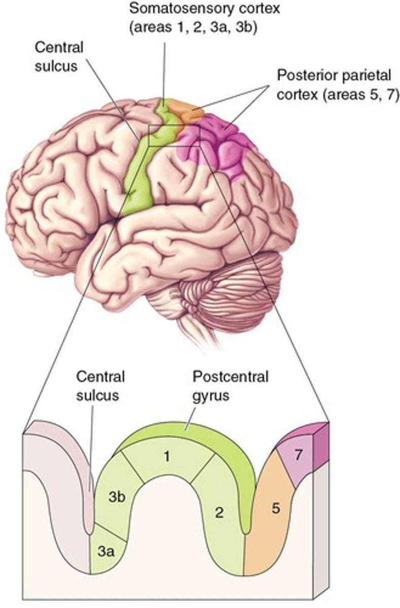 <p>Involved in the location, intensity, and duration of pain.</p>