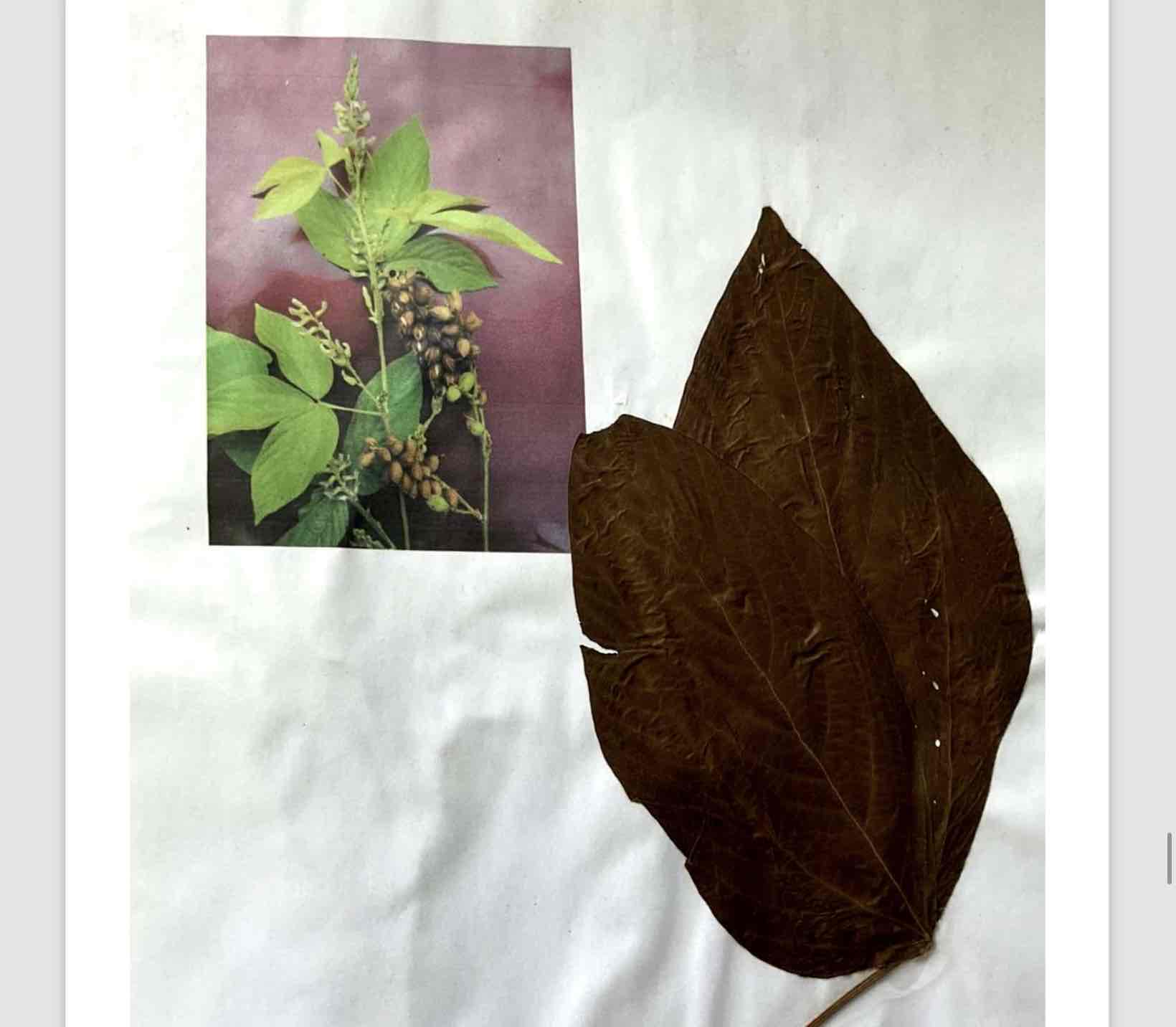 term image