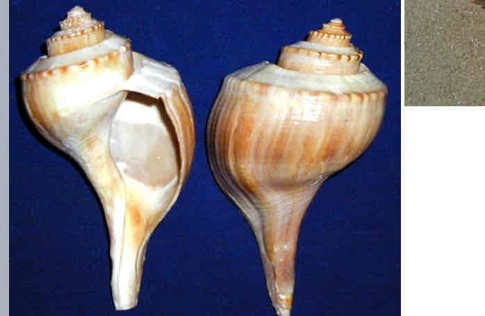 <p>What class are Wells</p>