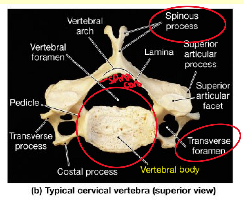 <p>7 Cervical Vertebrae </p>