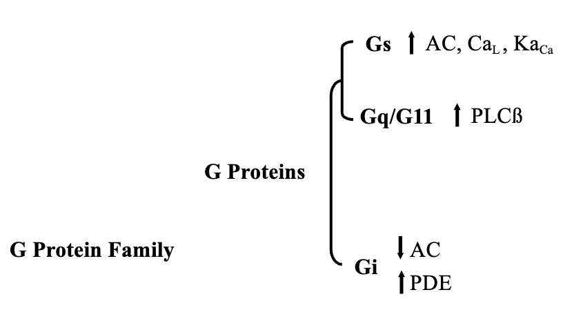 <ol><li><p>Stimulatory G-Protein (Gs)</p></li></ol><ul><li><p>Activates adenylate cyclase</p><ol start="2"><li><p>Inhibitory G-Protein (Gi)</p></li></ol></li></ul><ul><li><p>Inhibits adenylate cyclase</p><ol start="3"><li><p>Activate Phospholipase Cβ (Gq/11)</p></li></ol></li></ul><p></p>