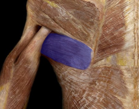 <p>not a part of rotator cuff; below teres minor</p>