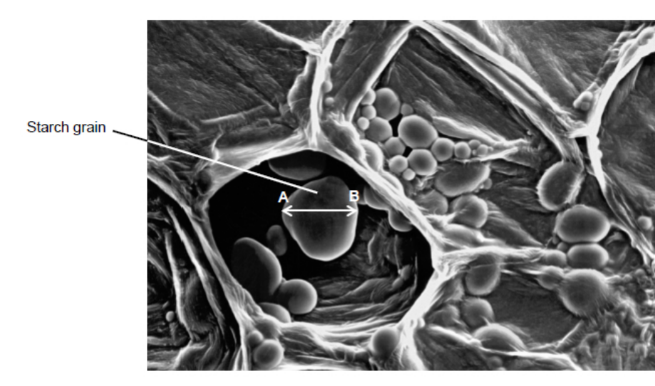 <p>What type of microscope was used to obtain the image shown in the diagram above? </p><p>Give <strong>one</strong> piece of evidence to support your answer.</p>
