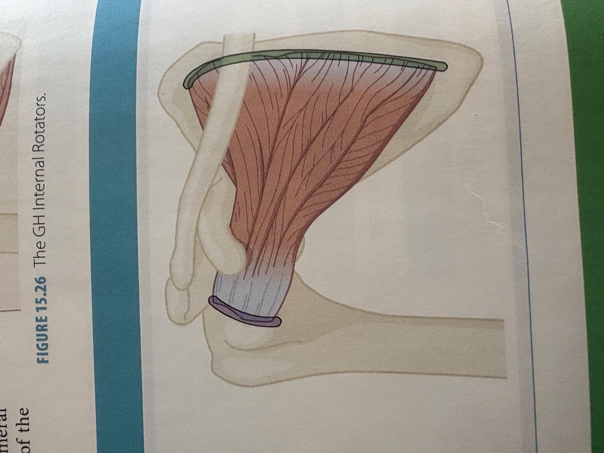 <p>Subscapularis</p>