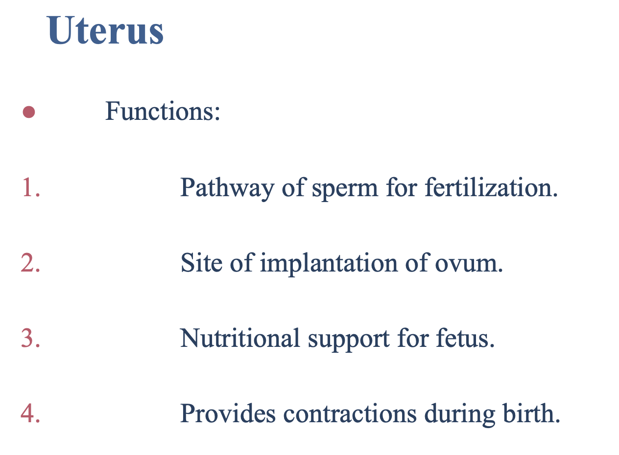 <ul><li><p>The <strong>pathway </strong>of sperm for fertilization</p></li><li><p>The site of <strong>implantation</strong> of ovum</p></li><li><p>Provides <strong>nutritional support</strong> for the fetus</p></li><li><p>Provides <strong>contractions</strong> during birth</p></li></ul><p></p>