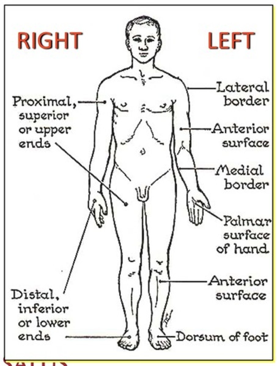 <p>1. Body is standing or lying erect</p><p>2. Eyes are forward</p><p>3. Feet are forward</p><p>4. Palms are forward and thumbs are out</p>