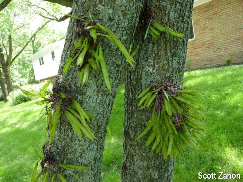 <p>Leaflets appear simple but are compound (unifoliate), clustered seed pods, large shrub to small tree, fruits and bright magenta flowers come directly out of wood, entire margins and cordate bases, alternate arrangement, small tucked buds and no true terminal buds, larger flower buds, reddish bark that is exfoliating/strippy</p>