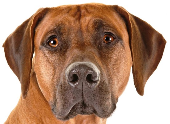 <p>Rhodesian Ridgeback</p>