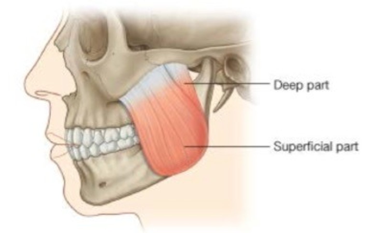 <p>Origin:</p><p>-lower border of zygomatic arch</p><p>Insertion:</p><p>-angle and lower lateral side of mandibular ramus</p>