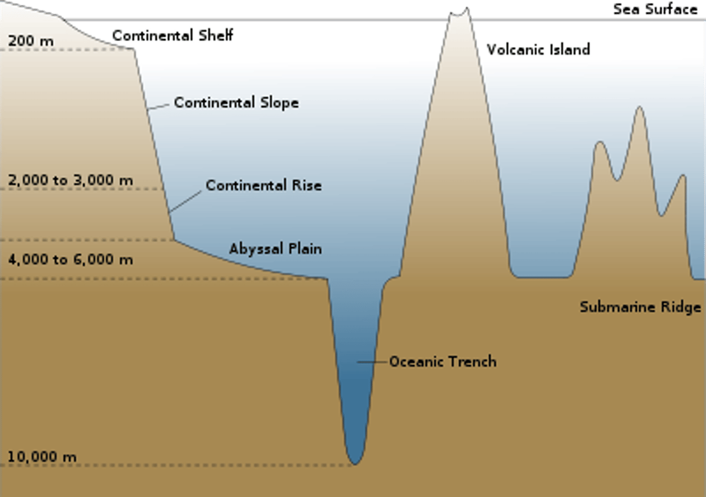 <p>a deep, steep-sided CANYON in the ocean floor. The DEEPEST parts of the ocean floor with the most pressure, coldest temperatures and least number of organisms.</p>