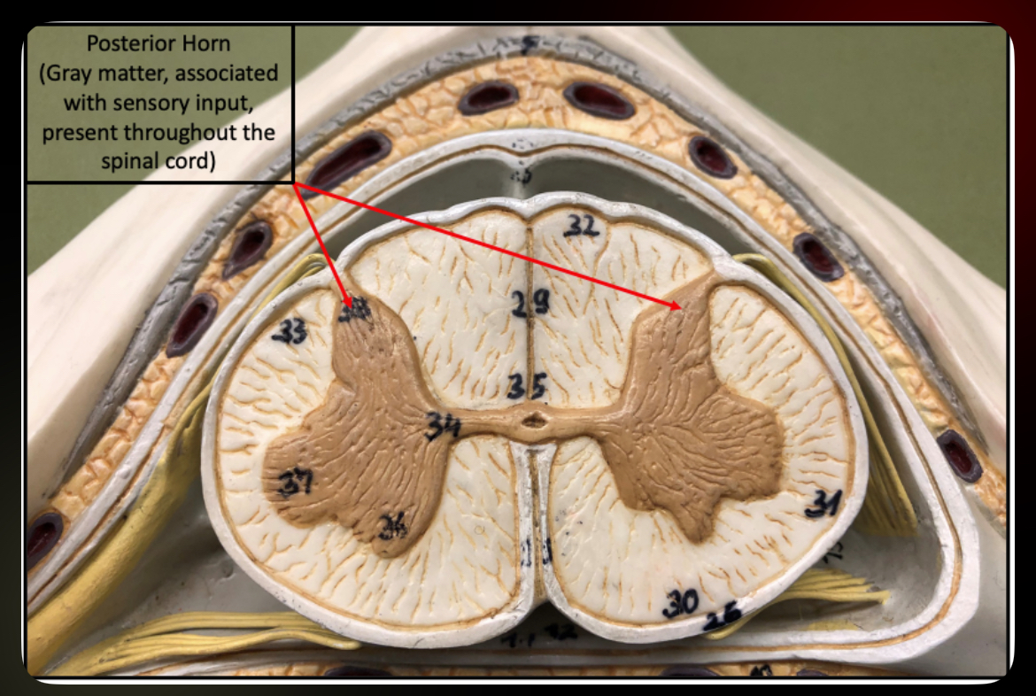 <p>Posterior Horn</p>