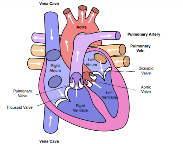 <ol><li><p>Pulmonary artery  </p></li><li><p>Pulmonary vein </p></li><li><p> Aorta </p></li><li><p>left atrium </p></li><li><p>left ventricle </p></li><li><p>right ventricle </p></li><li><p>Vena cava </p></li><li><p>right atrium </p></li></ol>