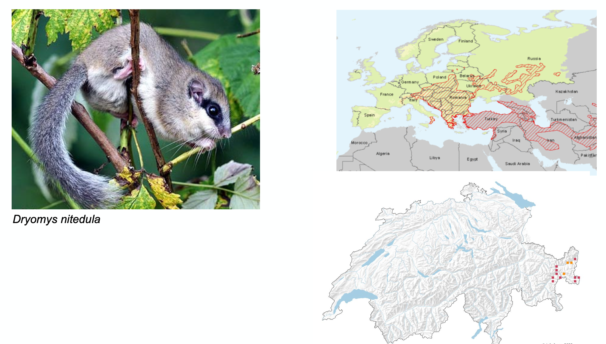 <p><strong>Biologie</strong></p><p class="p1"><span style="line-height: normal;"><span>− </span></span>Nahrung variiert im Jahresverlauf, Knospen, Samen, im Sommer Insekten und Vogeleier, im Herbst Früchte. Der</p><p class="p1">Anteil an tierischer Nahrung ist insgesamt recht hoch</p><p class="p1"><span style="line-height: normal;"><span>− </span></span>Winterschlaf M. Oktober – April in frostfreien Erdverstecken</p><p class="p1"><span style="line-height: normal;"><span>− </span></span>Fortpflanzung: Mai-Juli, 1-3 Würfe pro Jahr mit 3-5 Jungen</p><p class="p1"><span style="line-height: normal;"><span>− </span></span>Lebensdauer 5 Jahre, die meisten Tiere sterben am Ende des zweiten Lebensjahres</p><p class="p1"><strong>Lebensraum</strong></p><p class="p1"><span style="line-height: normal;"><span>− </span></span>In den Ostalpen vor allem an Nordhängen, im Bereich von Büschen, Fluss- und Bachläufen von feucht-schattigen</p><p class="p1">Laub- und Fichtenwäldern. Dringt auch immer wieder in Gebäude ein.</p>