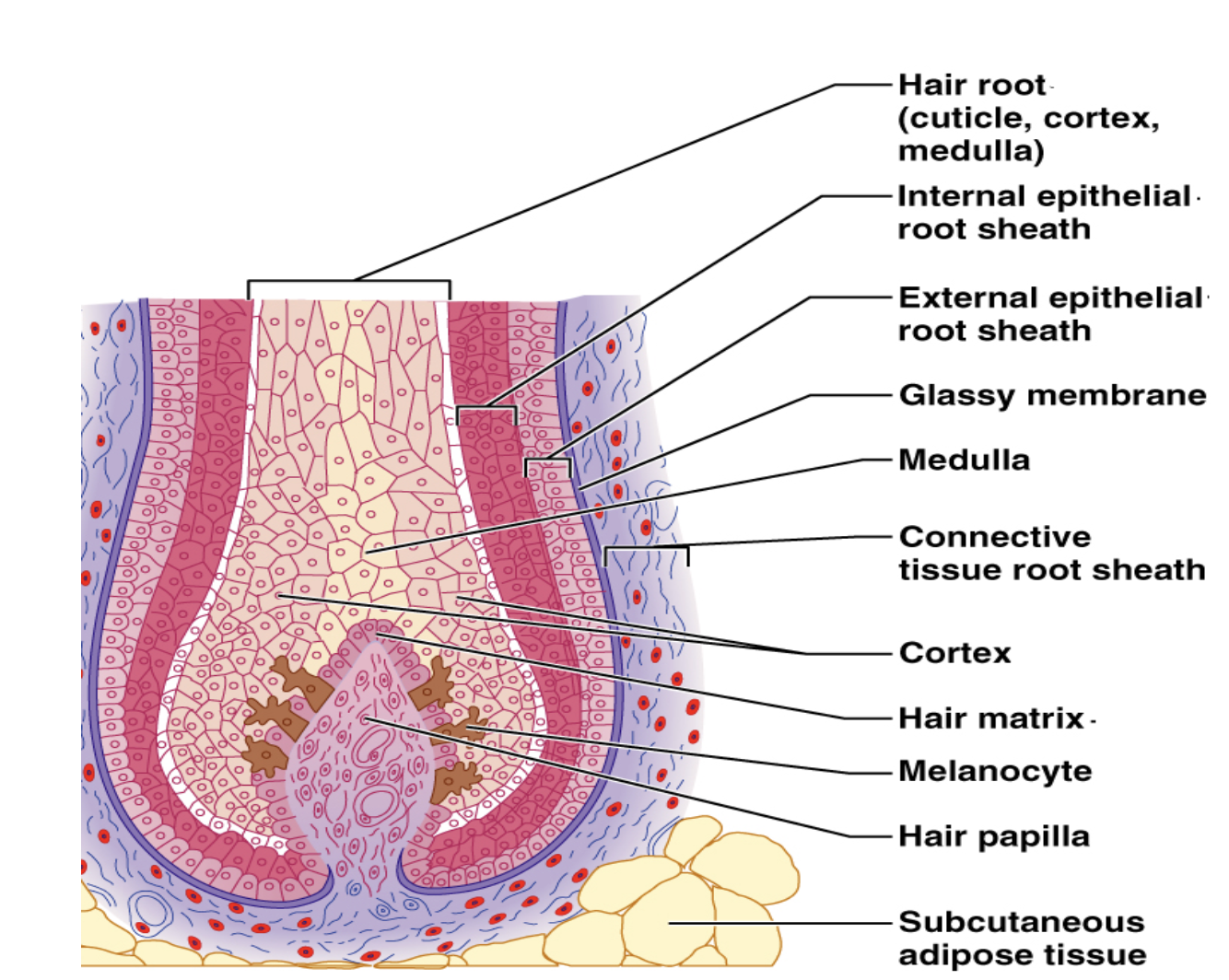 <p>epithelial tissue, Dermis</p>