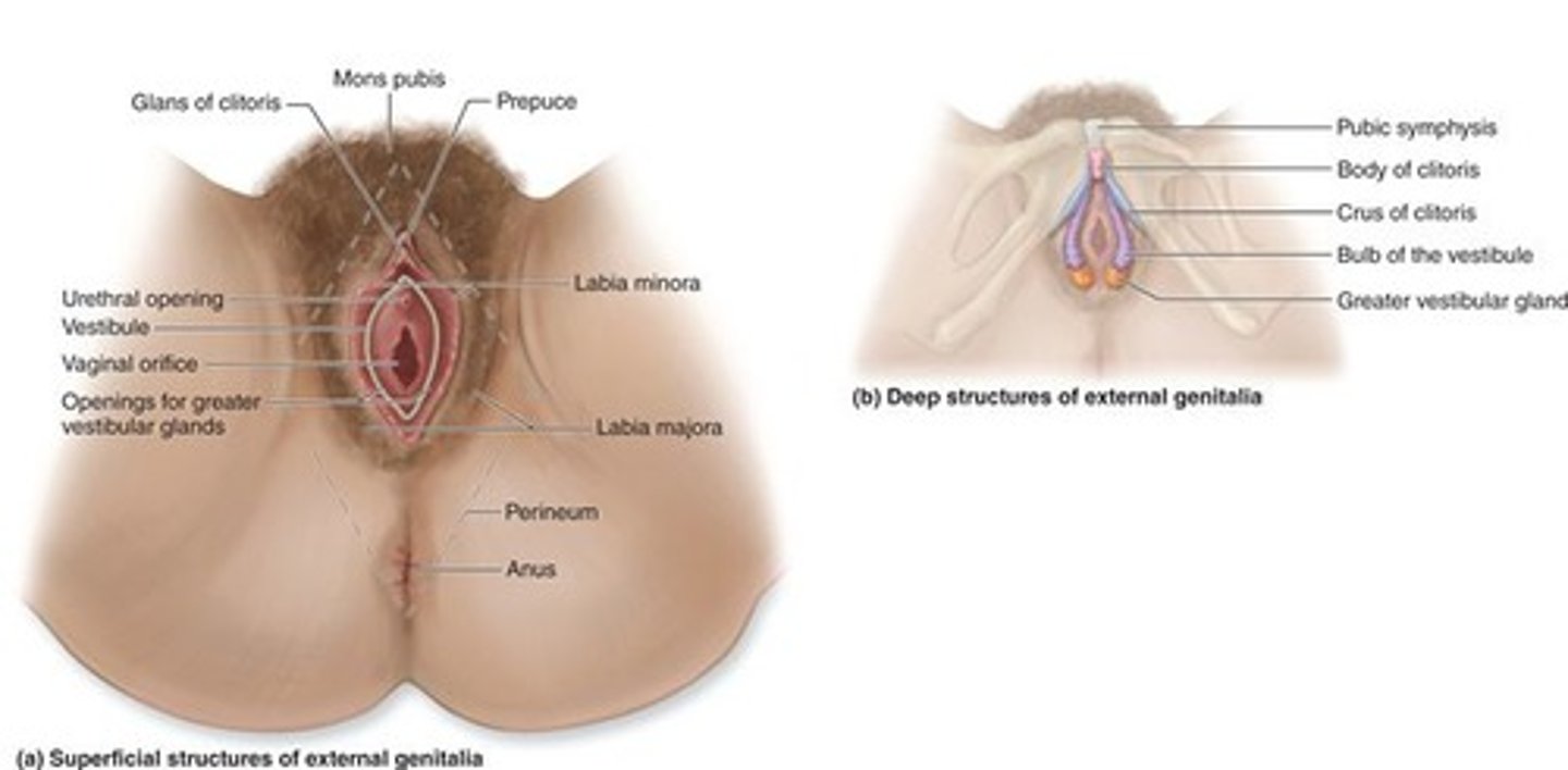 <p>Clitoris, labia minora, and labia majora</p><p>-Occupy the perineum</p>