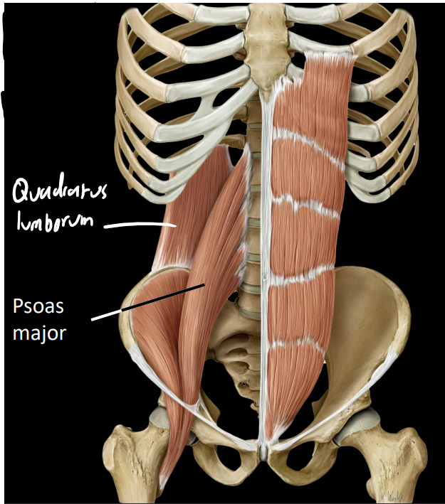 <p><strong><u>psoas major:</u></strong></p><ul><li><p>attaches laterally to lumbar spine</p></li><li><p>flexes hip</p></li><li><p>important postural muscle</p></li></ul><p><strong><u>Quadratus lumborum:</u></strong></p><ul><li><p>lateral to psoas major</p></li><li><p>attaches to 12th rib &amp; iliac crest</p></li></ul><p></p>