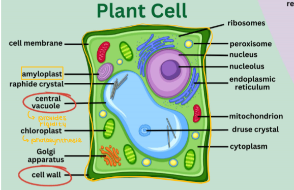 <ul><li><p>Cell wall (rigid shape)</p></li><li><p>Large central vacuole</p></li><li><p>Chloroplasts (autotroph)</p></li><li><p>Lack centrosomes</p></li><li><p>Some lysosomes</p></li></ul><p></p>