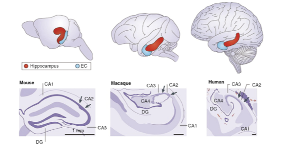 <ul><li><p>Easy to dissect out simplified circuit</p></li><li><p>Can be kept alive w/ ASCF then sliced for electrophysiology</p></li><li><p>Has a known role in learning & memory (HM, rodent studies) </p></li></ul><p></p>