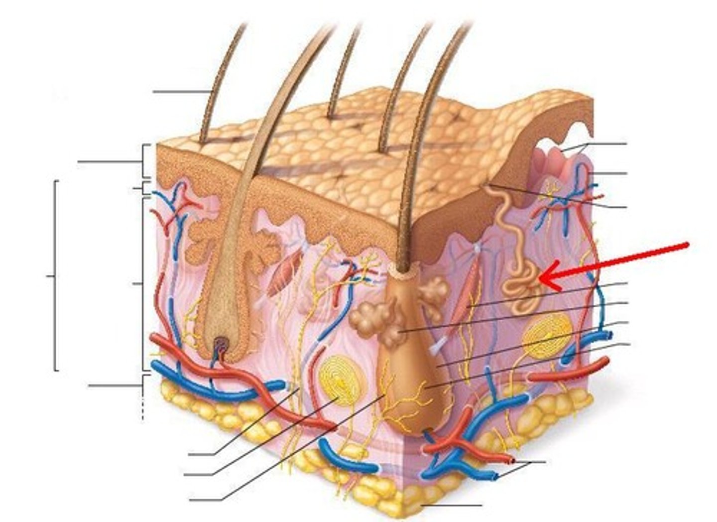 <p>The glands that secrete sweat, located in the dermal layer of the skin.</p>