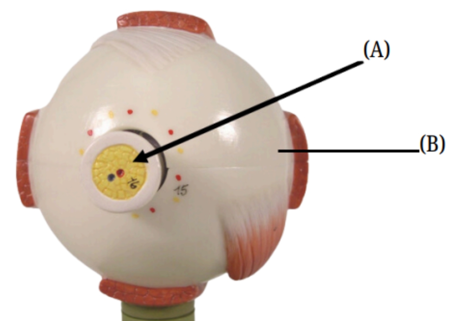 <p>What is the part of the eye labeled A?</p>