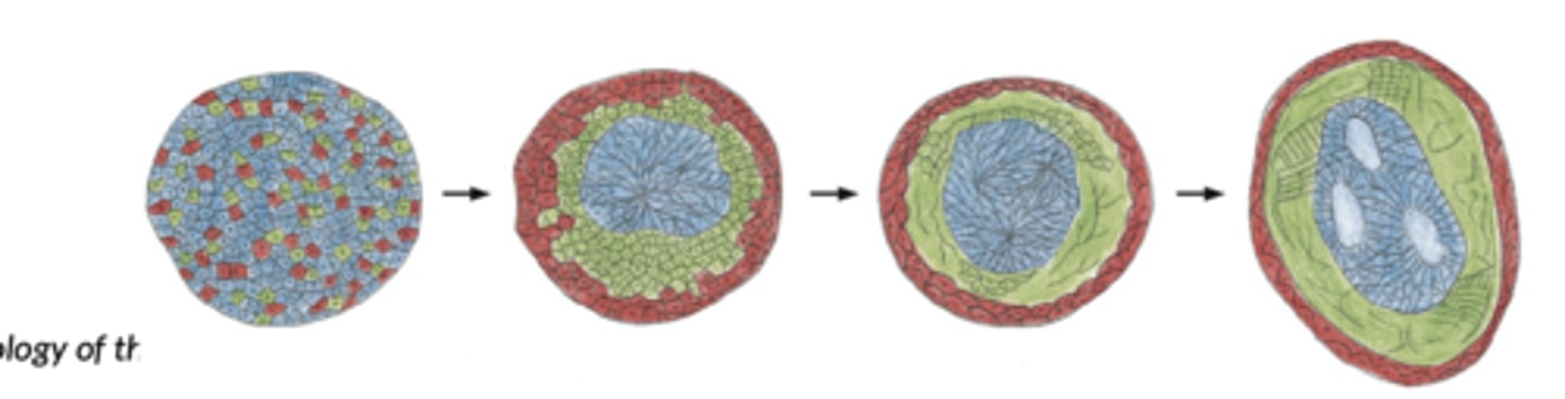 <p>1. disaggregated amphibian embryonic cells can be randomly reaggregate</p><p>2. tend to sort themselves out according to cell type, on the basis of the particular cadherins they express; example: amphibian embryo with epidermal, mesodermal, neural plate cells (below)</p>
