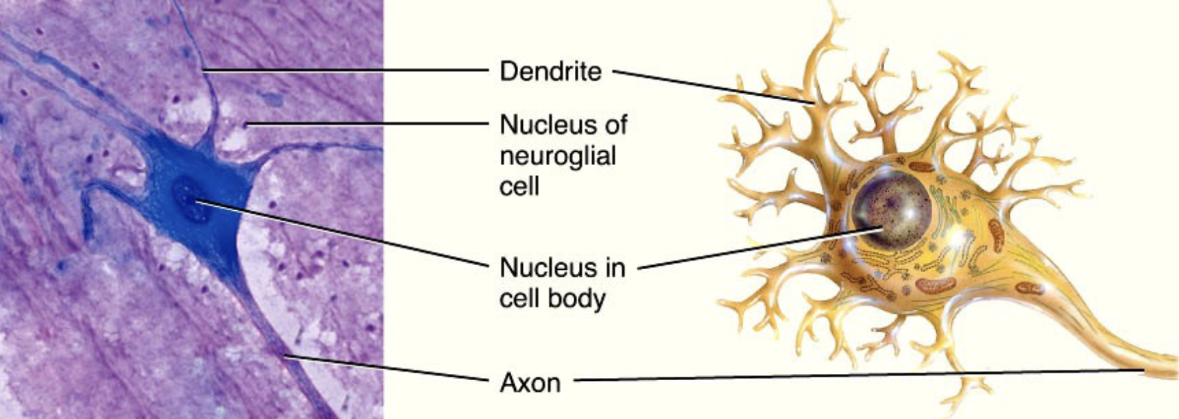 <ul><li><p>brain and spinal cord</p></li><li><p>composed of:</p></li><li><p>cell body (soma) - houses organelles; signal integration</p></li><li><p>dendrites - input</p></li><li><p>axon - output</p></li><li><p>neuroglia - support neurons </p></li></ul><p></p>