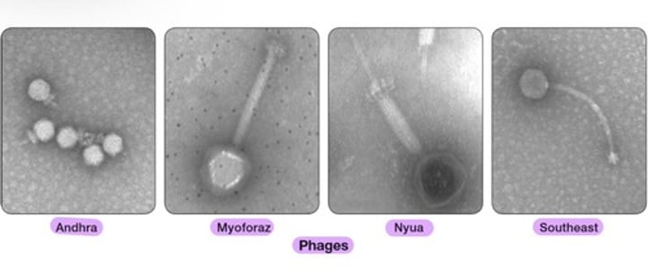 <p>- Andhra<br>- Myoforaz<br>- Nyua<br>- Southeast</p>